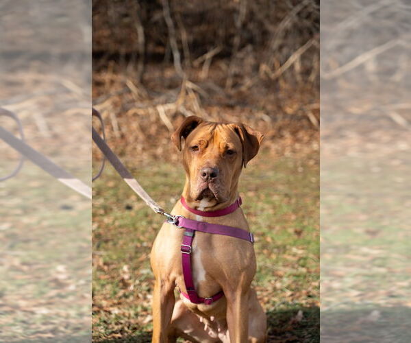 Medium Photo #3 American Staffordshire Terrier Puppy For Sale in Lawrenceville, NJ, USA