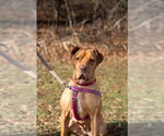 Small #2 American Staffordshire Terrier