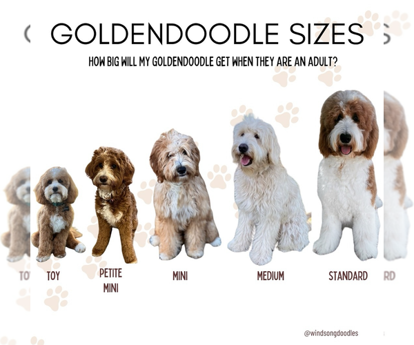 Medium Photo #8 Goldendoodle mix (+ Poodle Miniature) Puppy For Sale in OREM, UT, USA