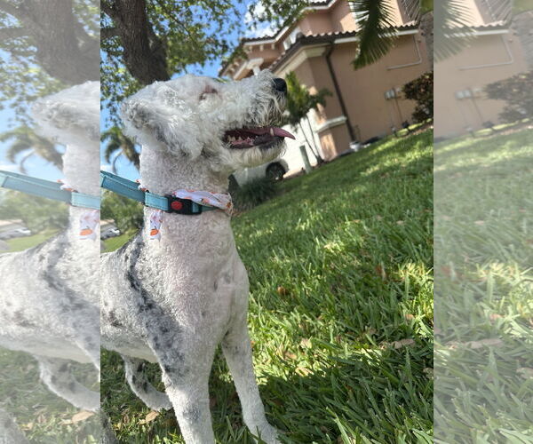 Medium Photo #2 Golden Retriever-Unknown Mix Puppy For Sale in Bonita Springs, FL, USA