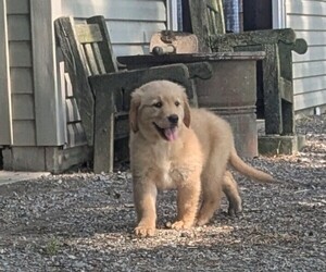 Golden Retriever Puppy for Sale in MILLERSBURG, Ohio USA
