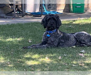 Bruno - Male Labradoodle Dog for Adoption - Photo #4
