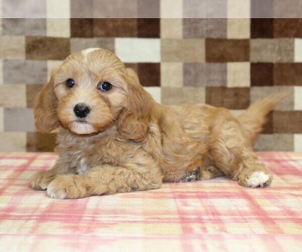 Medium Photo #2 Bernedoodle (Miniature)-Cavapoo (Miniature) Mix Puppy For Sale in DENVER, PA, USA
