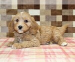 Joy - Female Bernedoodle (Miniature)-Cavapoo (Miniature) Mix Puppy for Sale - Photo #2