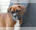 Small #1 Boxer