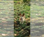 Small Photo #1 Pembroke Welsh Corgi Puppy For Sale in GOLDENDALE, WA, USA