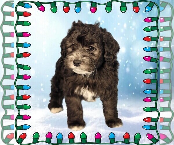 Medium Photo #2 Bernedoodle (Miniature) Puppy For Sale in PEYTON, CO, USA