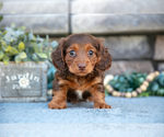 Small #2 Dachshund