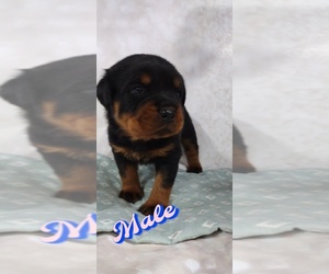 Rottweiler Puppy for sale in BONAPARTE, IA, USA