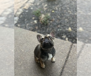 French Bulldog Puppy for sale in JACKSON, TN, USA