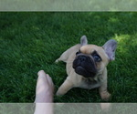 Small Photo #16 French Bulldog Puppy For Sale in LOUISVILLE, CO, USA