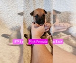 Puppy 3 American Pit Bull Terrier-Siberian Husky Mix