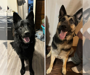 Father of the German Shepherd Dog puppies born on 07/04/2025