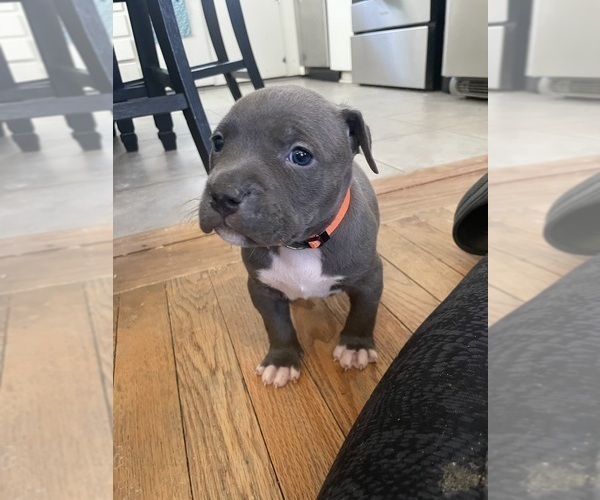 Medium Photo #24 American Bully Puppy For Sale in NAUGATUCK, CT, USA