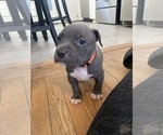 Small Photo #24 American Bully Puppy For Sale in NAUGATUCK, CT, USA