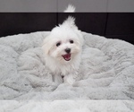 Small Photo #3 Maltese Puppy For Sale in LOS ANGELES, CA, USA