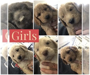 Double Doodle Puppy for sale in AUDUBON, IA, USA