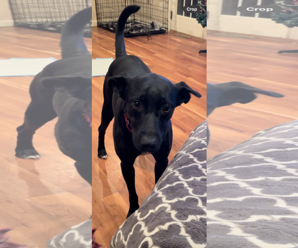 Medium Photo #1 Labrador Retriever-Unknown Mix Puppy For Sale in Cuyahoga Falls , OH, USA