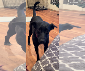 Labrador Retriever-Unknown Mix Dogs for adoption in Cuyahoga Falls , OH, USA