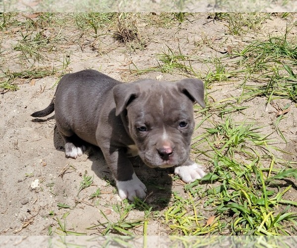 Medium Photo #6 American Bully Puppy For Sale in TRENTON, FL, USA