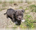 Small Photo #6 American Bully Puppy For Sale in TRENTON, FL, USA
