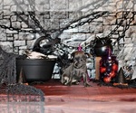 Small Photo #3 Chihuahua Puppy For Sale in CHARLESTON, AR, USA