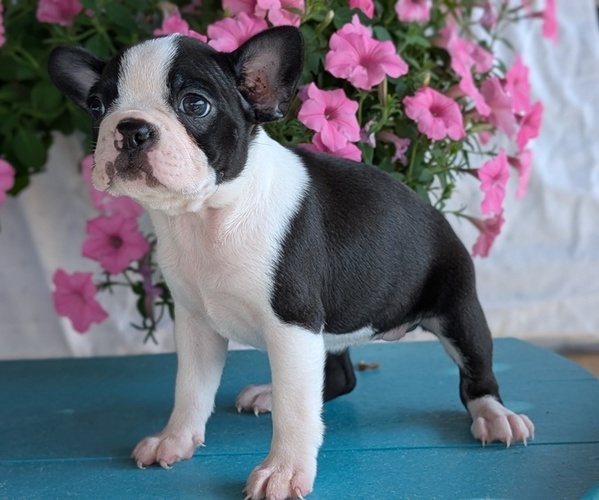 Medium Photo #16 Boston Terrier Puppy For Sale in GOSHEN, IN, USA