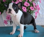 Puppy Zya Boston Terrier