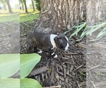 Small #7 Boston Terrier