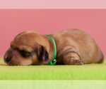 Small Photo #55 Dachshund Puppy For Sale in CROWLEY, TX, USA