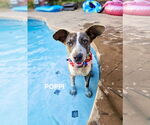Small #3 Pembroke Welsh Corgi Mix