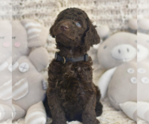 Medium Labradoodle mix (+ Poodle Standard)