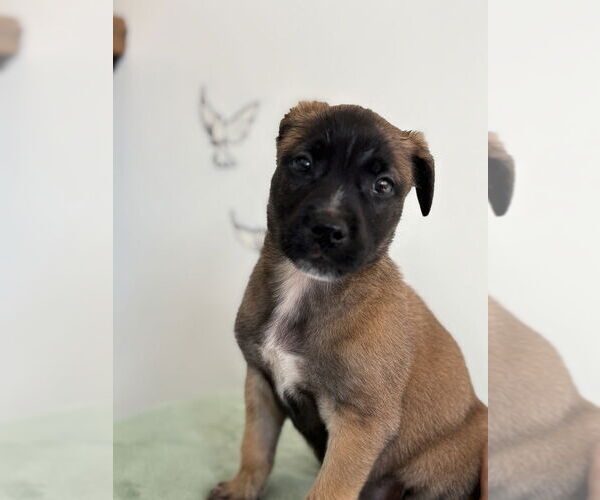Medium Photo #3 Mutt Puppy For Sale in Studio City, CA, USA