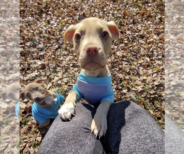 Medium Photo #10 Mutt Puppy For Sale in Mooresville, NC, USA