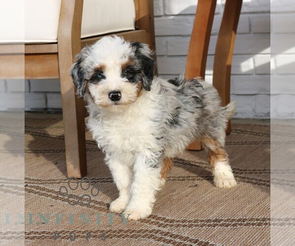 Medium Photo #3 Bernedoodle (Miniature) Puppy For Sale in PARADISE, PA, USA