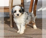 Small #2 Bernedoodle (Miniature)