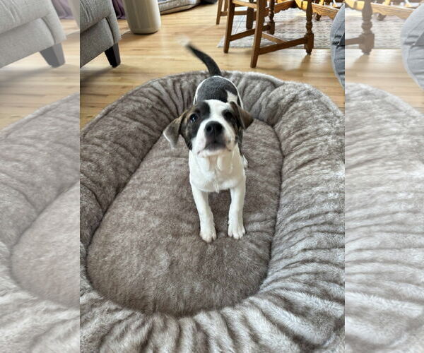 Medium Photo #3 American Staffordshire Terrier-Unknown Mix Puppy For Sale in Duluth, MN, USA