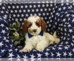 Small Photo #8 Poodle (Miniature) Puppy For Sale in NEW HOLLAND, PA, USA