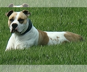 Mother of the American Bulldog puppies born on 01/30/2025