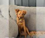 Small #3 Chihuahua Mix