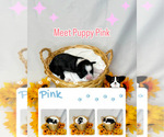 Puppy Puppy PINK Portuguese Water Dog