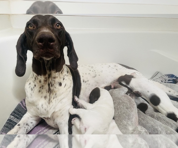 Medium Photo #1 German Shorthaired Pointer Puppy For Sale in COLBY, KS, USA