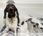 Small Photo #1 German Shorthaired Pointer Puppy For Sale in COLBY, KS, USA