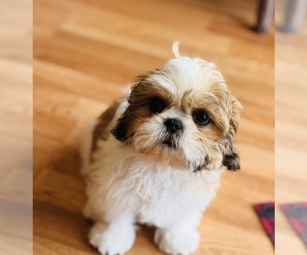 Medium Photo #1 Shih Tzu Puppy For Sale in ORLANDO, FL, USA