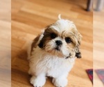 Small Shih Tzu
