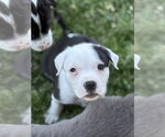 Small #2 American Pit Bull Terrier-Labrador Retriever Mix