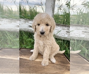 Goldendoodle Puppy for sale in CONCEPTION JUNCTION, MO, USA