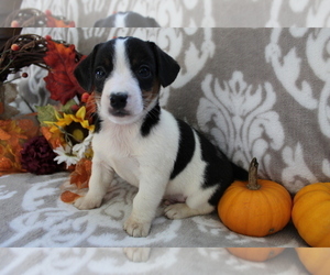 Jack Russell Terrier Puppy for sale in SHILOH, OH, USA