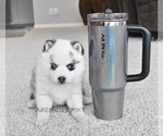 Small #1 Pomsky