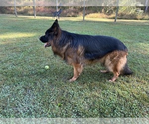 Father of the German Shepherd Dog puppies born on 09/24/2025